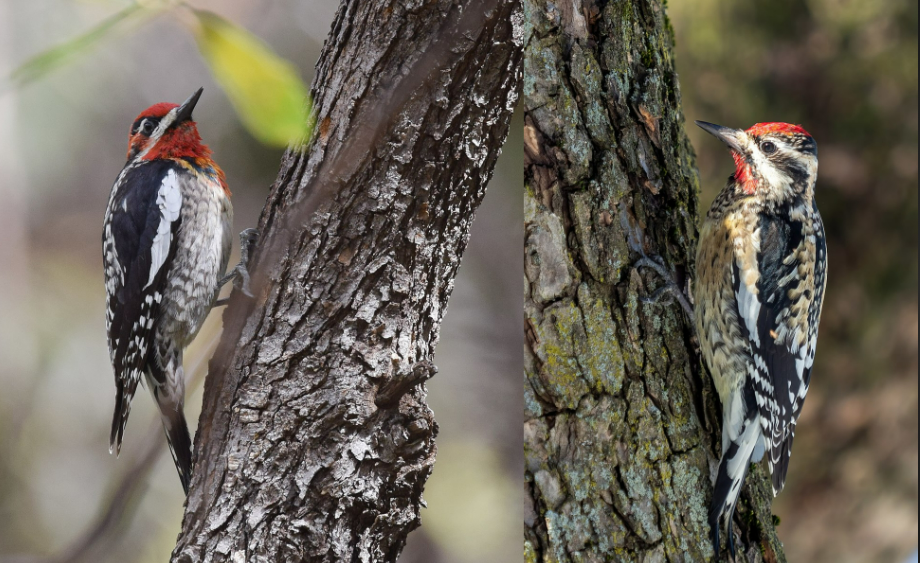 <p>Yellow-bellied sapsucker </p>