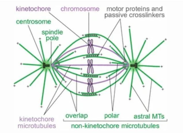 <p><strong>Spindle fibres</strong> are <strong>microtubules</strong> involved in <strong>cell division, attached to centrioles</strong>.</p><p>They attach to <strong>kinetochore proteins</strong> (protein complexes on centromere) on <strong>sister chromatids</strong>.</p><p>Align <strong>chromosomes</strong> at the <strong>metaphase plate</strong>.</p><p>Separate <strong>chromatids</strong> during <strong>anaphase</strong> for <strong>equal distribution</strong>.</p>