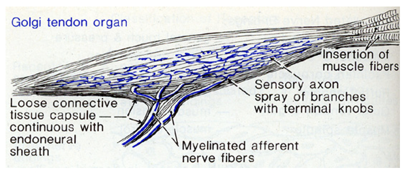 * The **GOLGI TENDON ORGAN** $$resembles the Ruffini endings$$ and lies within the *muscle tendon* %%immediately beyond its attachment to the muscle fibres%%;

  \
* Composed of **connective tissue fibers** surrounded by **dendrites** and encased in a capsule

  \
* On average **10 - 15** muscle fibres are connected to each Golgi organ;

  \
* The **Golgi tendon organs** detect muscle **tension** whereas the muscle spindles detect relative muscle **length**;

  \
* It provides the nervous system with almost $$instantaneous information$$ on the *degree of tension* on each small segment of each muscle;

  \
* The signals from the **two** receptors (Golgi tendon organs and muscle spindles) operate entirely at a **subconscious** level causing **no sensory perception** at all;

  \
* Despite this, the information they provide allows the CNS to exactly control and coordinate skeletal muscle contraction;

\
Collagenous, connective tissue capsule filled with nerve endings

\
R slow adaptors