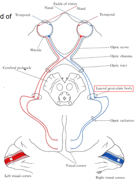 <p>Optic radiation (Loop of Meyer), projecting to the primary visual cortex on the walls of the calcarine sulcus.</p>