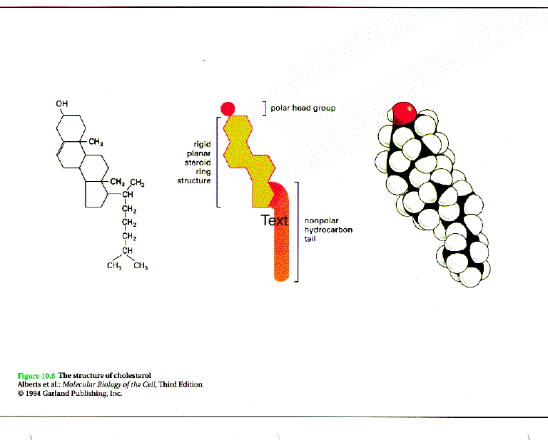 <p>Cholesterol</p>