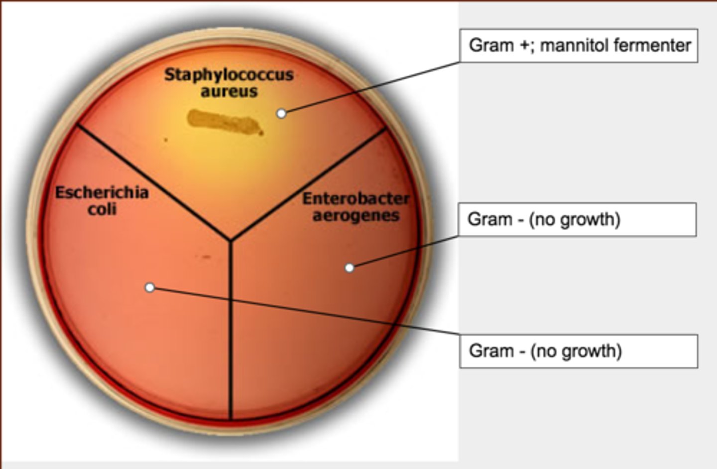 <p>culture dead</p><p>inoculation failed</p>