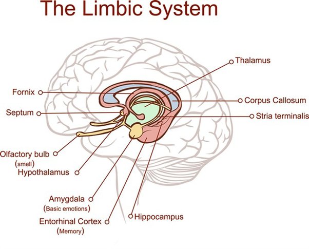 What is special about the route olfactory sensation information takes into the CNS? Why do certain  scents sometimes trigger recall of memories?