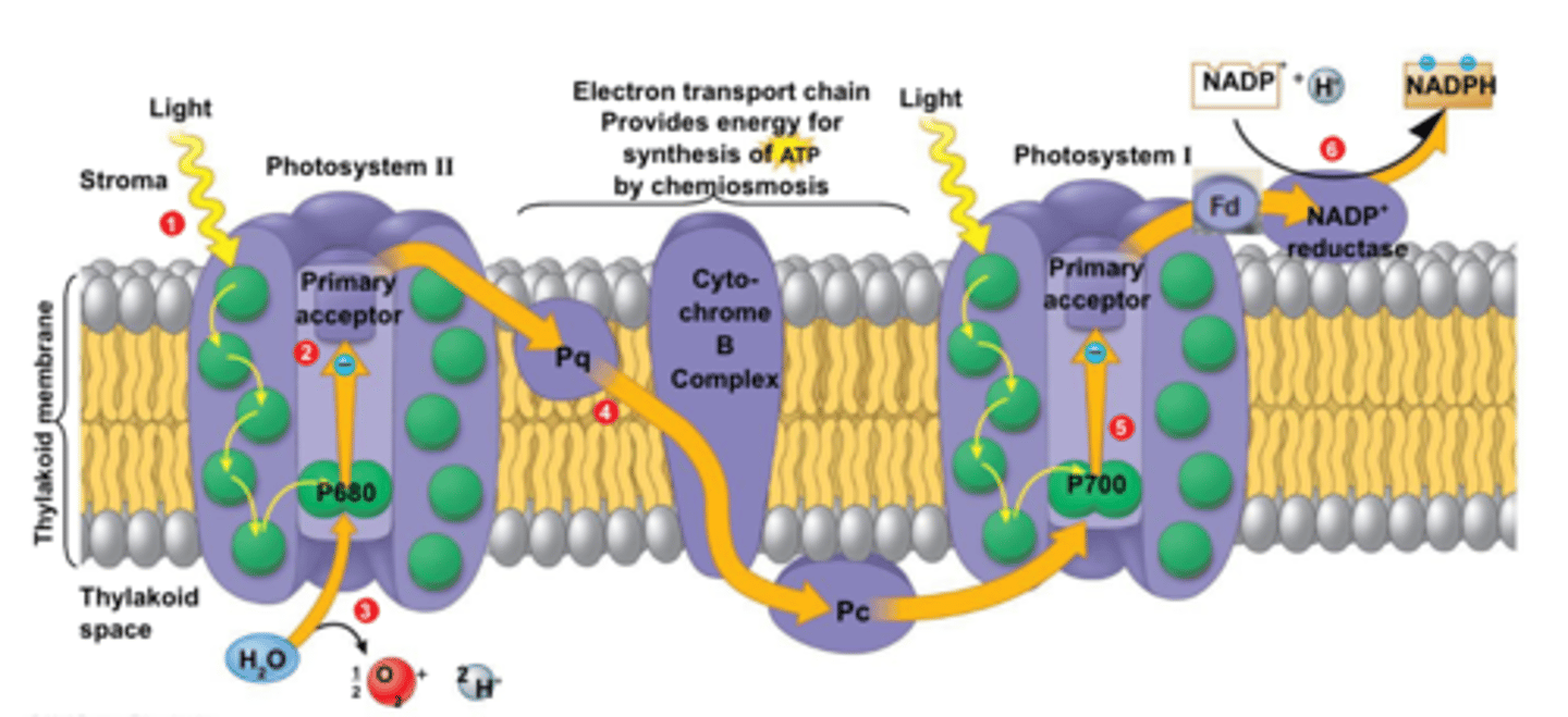 <p>A series of proteins in the thylakoid membrane that absorbs light energy that is then used to excite electrons; energy released by electron as it travels along ETC is used to transport H+ from the stroma into the thylakoid against the concentration gradient; hydrogen ions then move back out through ATP synthase and generate ATP; at the end of the ETC the electrons join with NADP+ to produce NADPH</p>