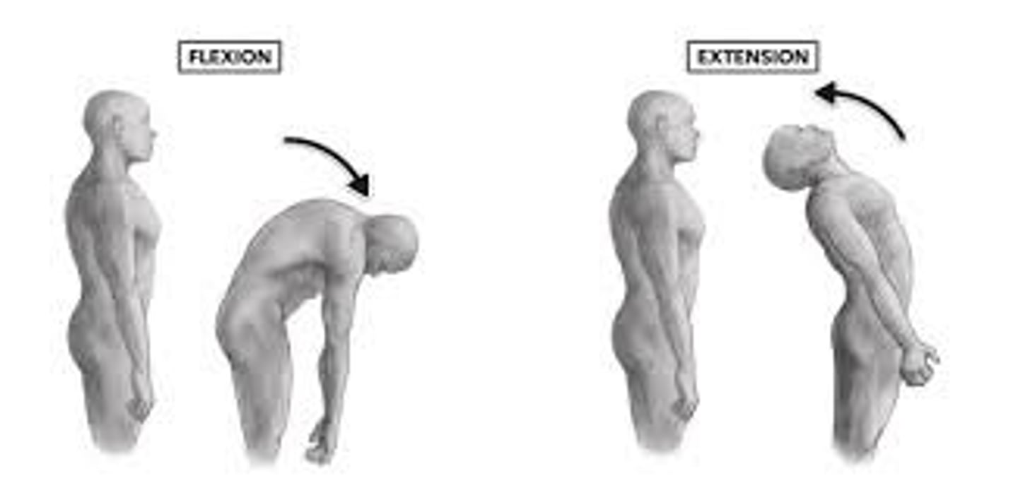 <p>Flexion &amp; extension</p>
