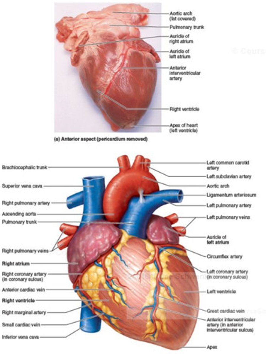 <p>-branches from the pulmonary trunk that carries blood to lungs from the right ventricle (R→R + L→L)</p>