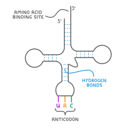 <p>a type of RNA  used in the process of translation </p><p>used to transport amino acids to ribosomes to build up a polypeptide chain</p>