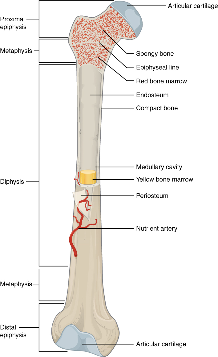 [Bone Structure] 
a narrow zone that connects the diaphysis to the epiphyses.