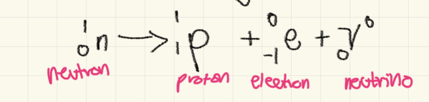 <p>Neutron is converted to proton by releasing electron and neutrino</p>
