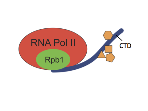 <p>En del av ett protein som utgör en självständig funktionell enhet oberoende av de andra subenheterna.</p><p></p><p>Till exempel har RNA-polymeras en CTD-domän (C-terminal domän) vars funktion är att fosforyleras/defosforyleras.</p>