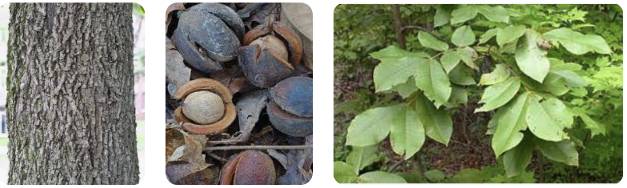 <p><em>Carya tomentosa</em></p><p>Juglandaceae</p>