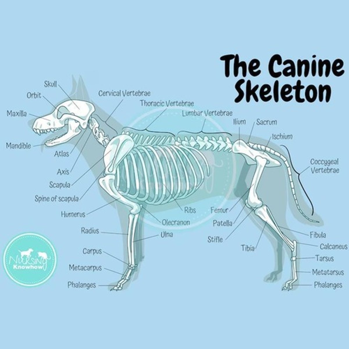 <p>A bone of the thigh.</p>