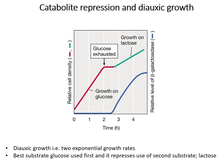 <ul><li><p>diauxic growth is shown when <strong>two metabolic substrates are present</strong>, eg. both glucose and lactose</p></li><li><p>glucose is a better substrate, so bacteria grow on it preferentially at first, then switch to lactose when it gets used up</p></li><li><p>if glucose is present, the lactase enzymes aren’t transcribed&nbsp;</p></li><li><p>when glucose runs out, bacterial growth stops while the lac operon is being <strong>induced </strong>to produce the lactase enzymes</p></li></ul><p>this means <strong>the lac operon is under two levels of regulation</strong>:</p><ul><li><p>positive regulation dependent on glucose concentrations</p></li><li><p>negative regulation dependent on lactose concentrations</p></li></ul><p></p>