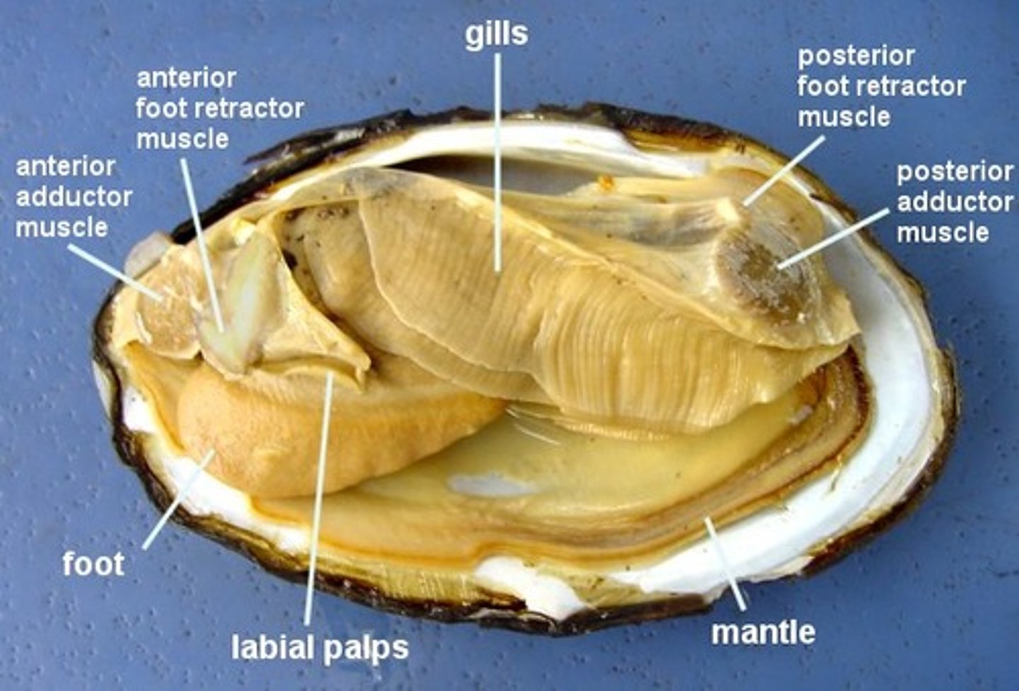 <p>Know where the foot, radula, mantle, shell, gills, etc. are located</p>