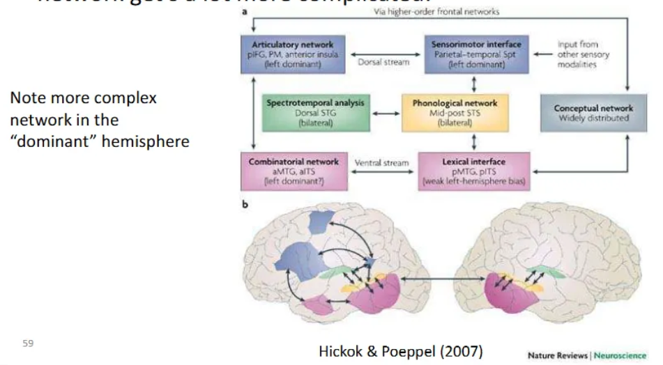 <p>A framework for the functional neuroanatomy of speech processing. It proposes that early auditory analysis in the superior temporal gyrus (STG) and superior temporal sulcus (STS) diverges into two distinct processing pathways:<span>&nbsp;</span></p><ul><li><p><strong><span>Ventral Stream (The "What" Pathway):</span></strong><span> Processes speech signals for comprehension. It maps acoustic representations onto conceptual-semantic systems to understand word meanings. This stream is largely bilaterally organized, meaning it utilizes both hemispheres of the brain.</span></p></li><li><p><strong><span>Dorsal Stream (The "How/Where" Pathway):</span></strong><span> Facilitates auditory-motor integration. it maps acoustic speech signals onto frontal-lobe articulatory networks to support speech production and reproduction (e.g., repeating a word). Unlike the ventral stream, it is strongly left-hemisphere dominant.</span></p></li></ul><p></p><ul><li><p><strong><span>Early Stages:</span></strong><span> Spectrotemporal analysis occurs bilaterally in the dorsal STG, and phonological access/representation occurs in the STS.</span></p></li><li><p><strong><span>Ventral Pathway Structures:</span></strong><span> Extends from the superior and middle portions of the temporal lobe (Middle Temporal Gyrus/ITS) to distributed conceptual networks.</span></p></li><li><p><strong><span>Dorsal Pathway Structures:</span></strong><span> Involves the Sylvian parietal-temporal (Spt) junction, which acts as a sensorimotor interface, and projects to the posterior frontal lobe (Inferior Frontal Gyrus/Premotor cortex).</span></p></li></ul><p></p>