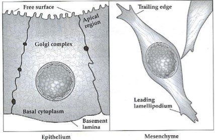 <ul><li><p>Alone or loosely connected cells</p></li><li><p>Bipolar or spindle morphology</p></li><li><p>Migrate individually</p></li><li><p>Can differentiate into specialized mesenchymal cells (AIC)</p></li></ul><p></p>