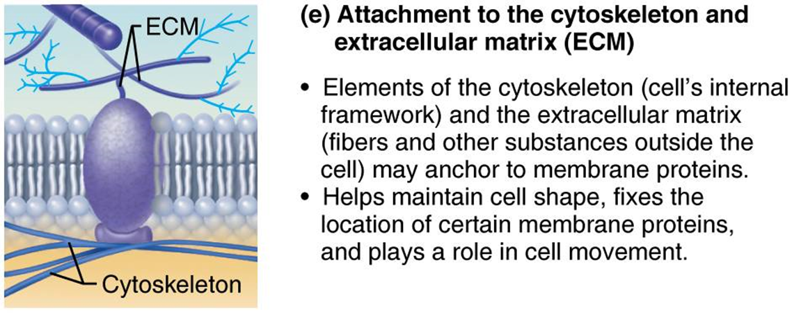 <p>elements of the cytoskeleton and extracellular matrix may anchor to membrane proteins (helps maintain cell shape, cell movement)</p>