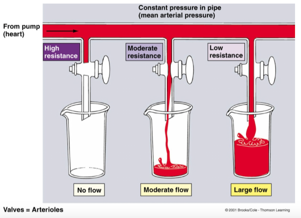 <ul><li><p>Source of vascular resistance in the circulatory system.</p></li><li><p>Arteriolar radius is regulated <u>intrinsically</u> and <u>extrinsically</u> to control cardiac output and arterial pressure</p></li></ul><p></p>
