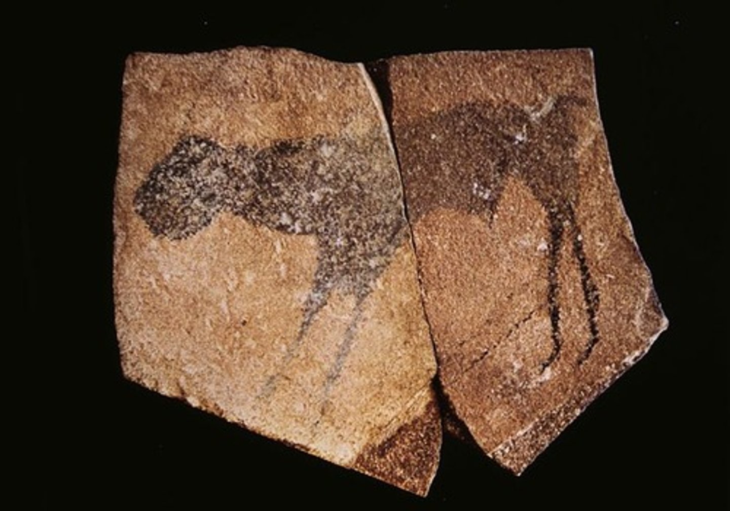 <p>Namibia. c. 25,500-25,300 B.C.E. Charcoal on stone.</p>