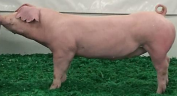 <p><span style="color: rgb(4, 3, 3);"><span>Origin: Denmark</span></span><span style="color: rgb(4, 3, 3);"><br></span><span style="color: rgb(4, 3, 3);"><span>Color: White/pink</span></span><span style="color: rgb(4, 3, 3);"><br></span><span style="color: rgb(4, 3, 3);"><span>Body: Long body with Floppy Ears</span></span><span style="color: rgb(4, 3, 3);"><br></span><span style="color: rgb(4, 3, 3);"><span>Reproduction: Superior milkers with large litters</span></span></p>