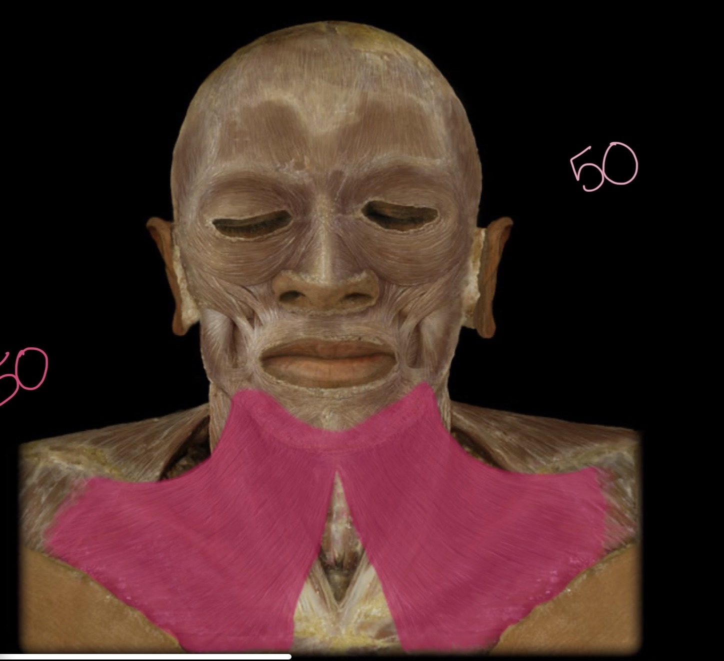 <p>Platysma</p>