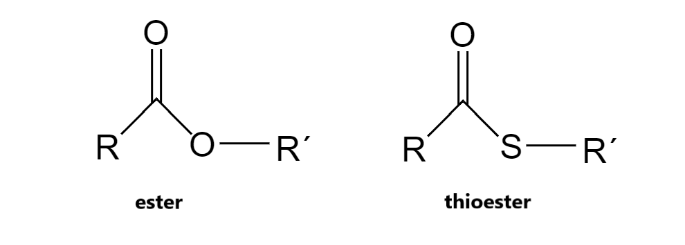 <p>What makes thioesters’’ hydrolysis more favorable than esters?</p>