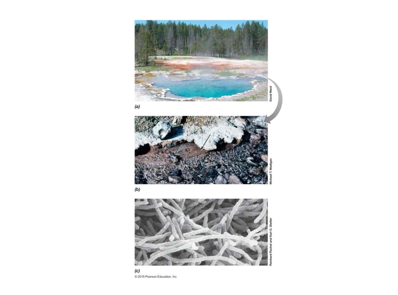 <p>There are several <strong><u>deeply</u></strong> branching phyla consisting of hyperthermophilic bacteria. These bacteria grow happily between <strong><u>85</u></strong>ºC and <strong><u>95</u></strong>ºC. All this suggest that <strong><u>LUCA</u></strong> may have been a hyperthermophile.</p>