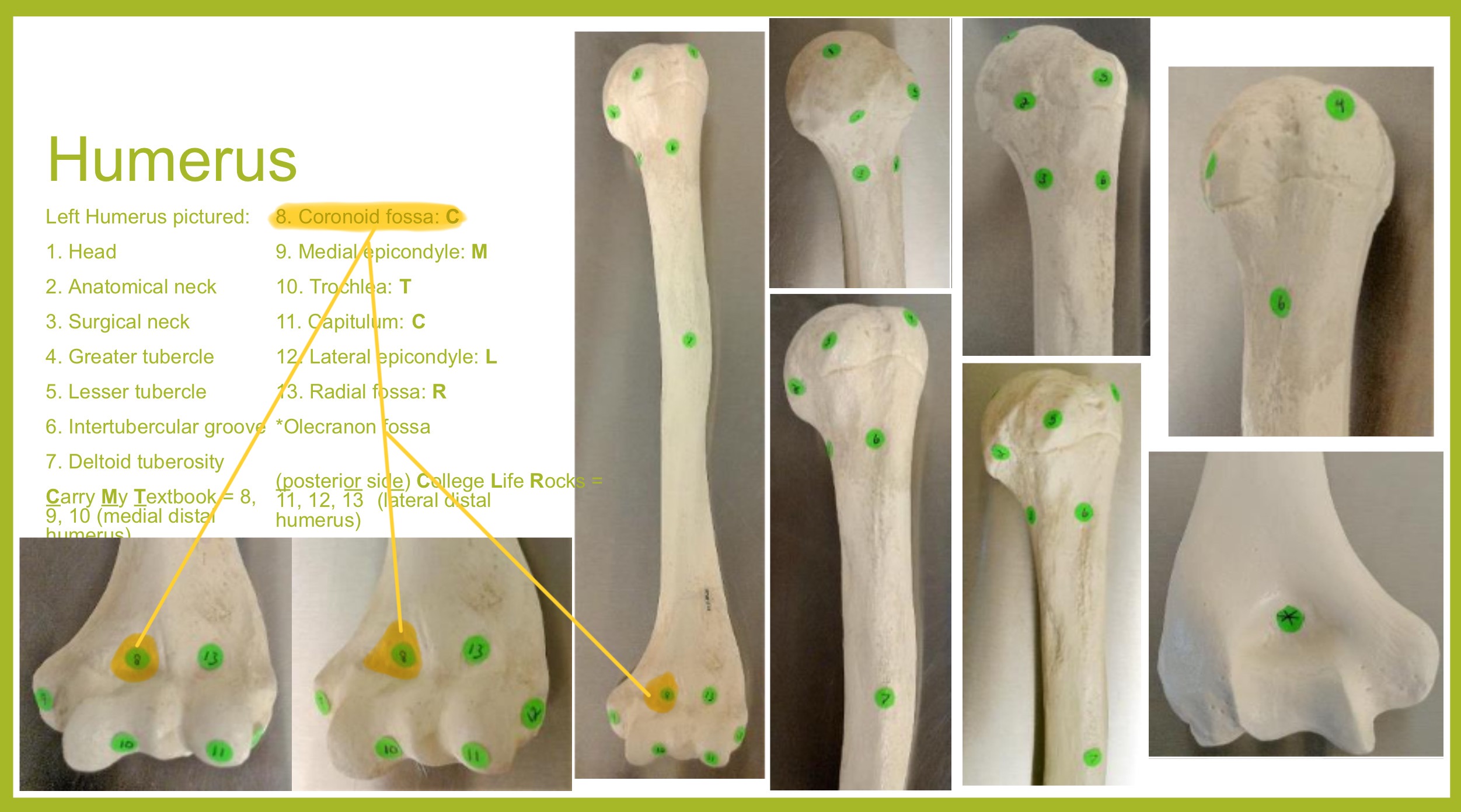 <p>coronoid fossa of humerus</p>