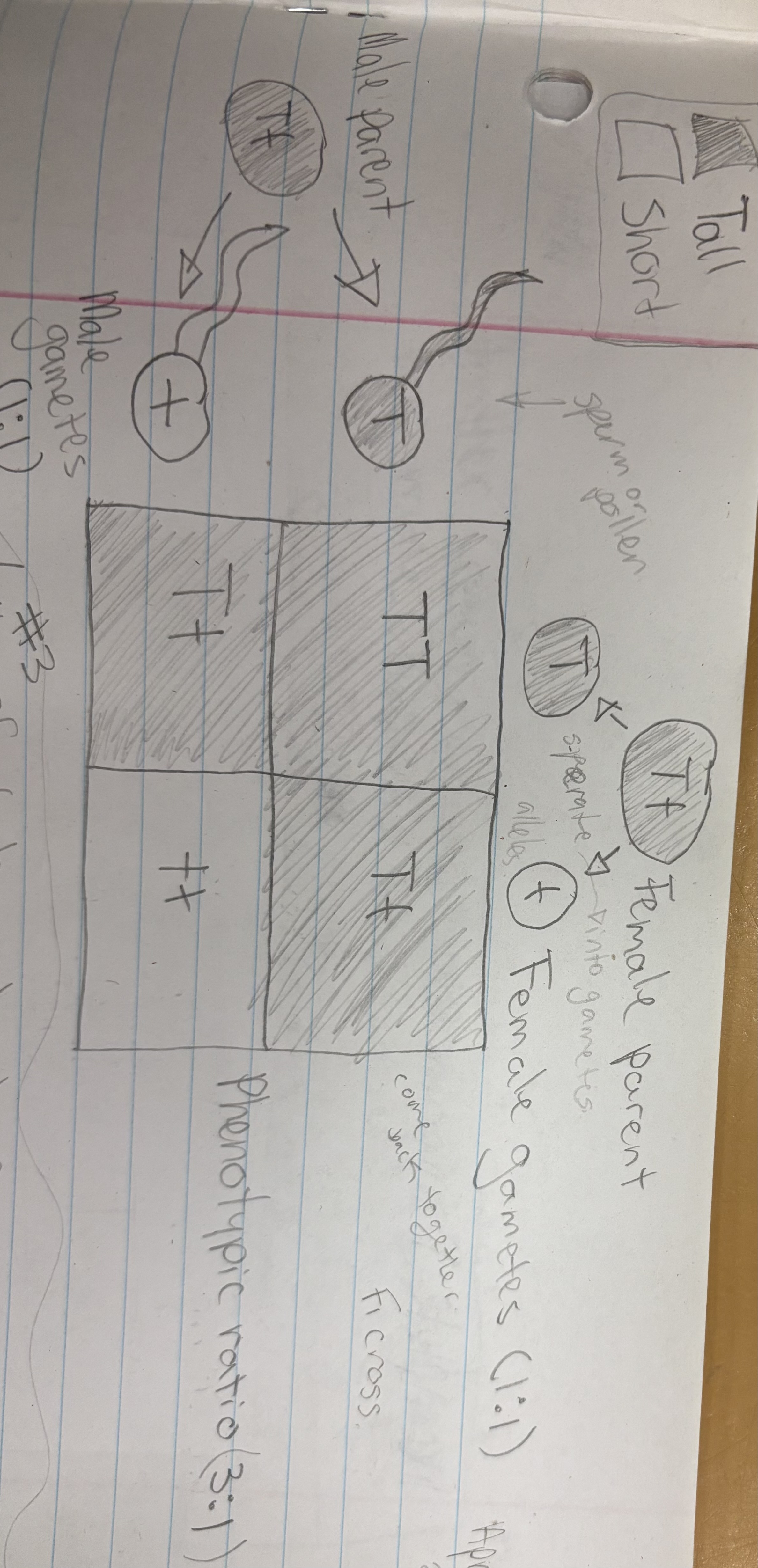 <p>During the formation of gametes (eggs or sperm), the two alleles responsible for a trait separate from each other. Alleles for a trait are then recombined at fertilization, producing the genotype for the trait of the offspring. Ex: Tt x Tt cross</p>
