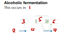 <p>Label the Process of Alcoholic Fermentation Post-Glycolysis (1→7)</p>