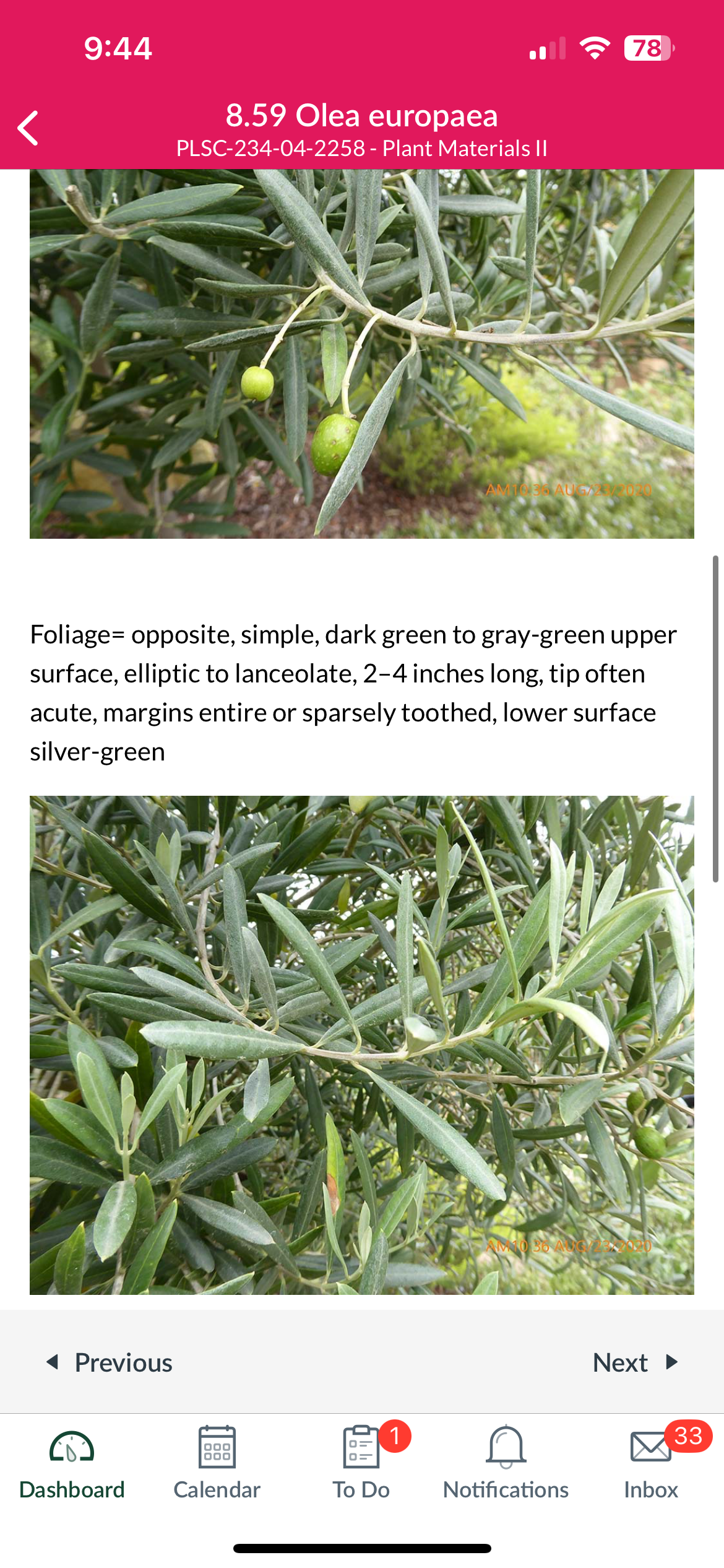 <p>Olea europaea</p>