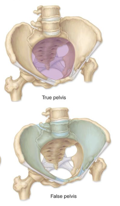 <ul><li><p>The false pelvis is superior to the pelvic brim aka pelvic inlet</p></li><li><p>True pelvis is the basin inferior to the pelvic brim holding pelvic organs</p><ul><li><p>has inlet and outlet where are bony dimensions the baby’s head must pass through</p></li></ul></li></ul><p></p>