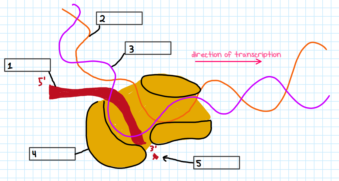 <p>Label each number in the open complex figure</p>