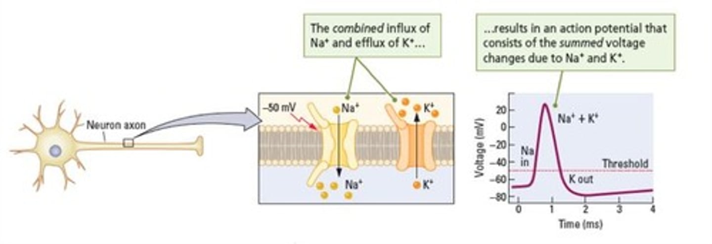<p>A brief reversal in polarity of an axon that occurs when the membrane potential exceeds the threshold.</p>