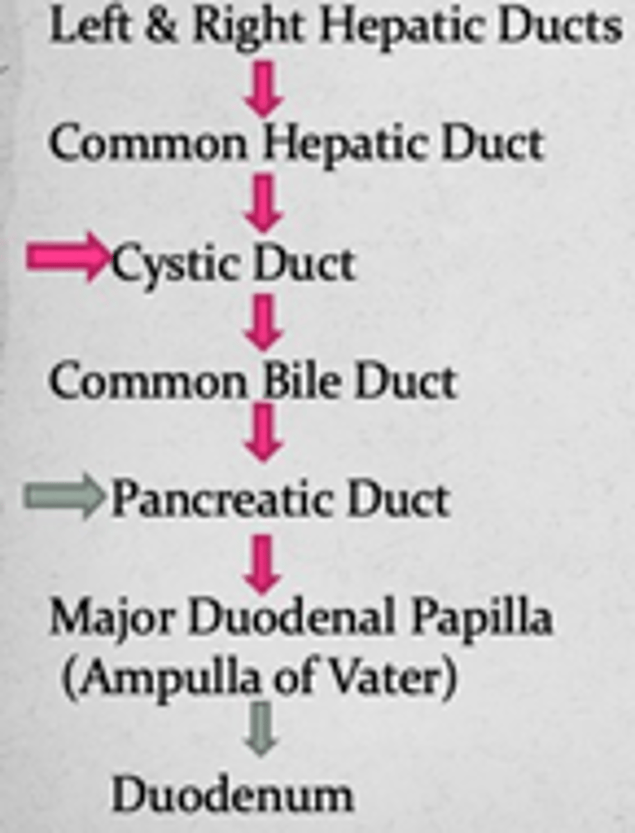 <p>Hepatic ducts ></p><p>CHD ></p><p>CD ></p><p>CBD ></p><p>Major Duodenal Papilla/Ampulla of Vater [along w Pancreatic Duct] ></p><p>Duodenum</p>