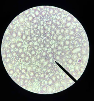 <p>Where is this tissue from?</p>