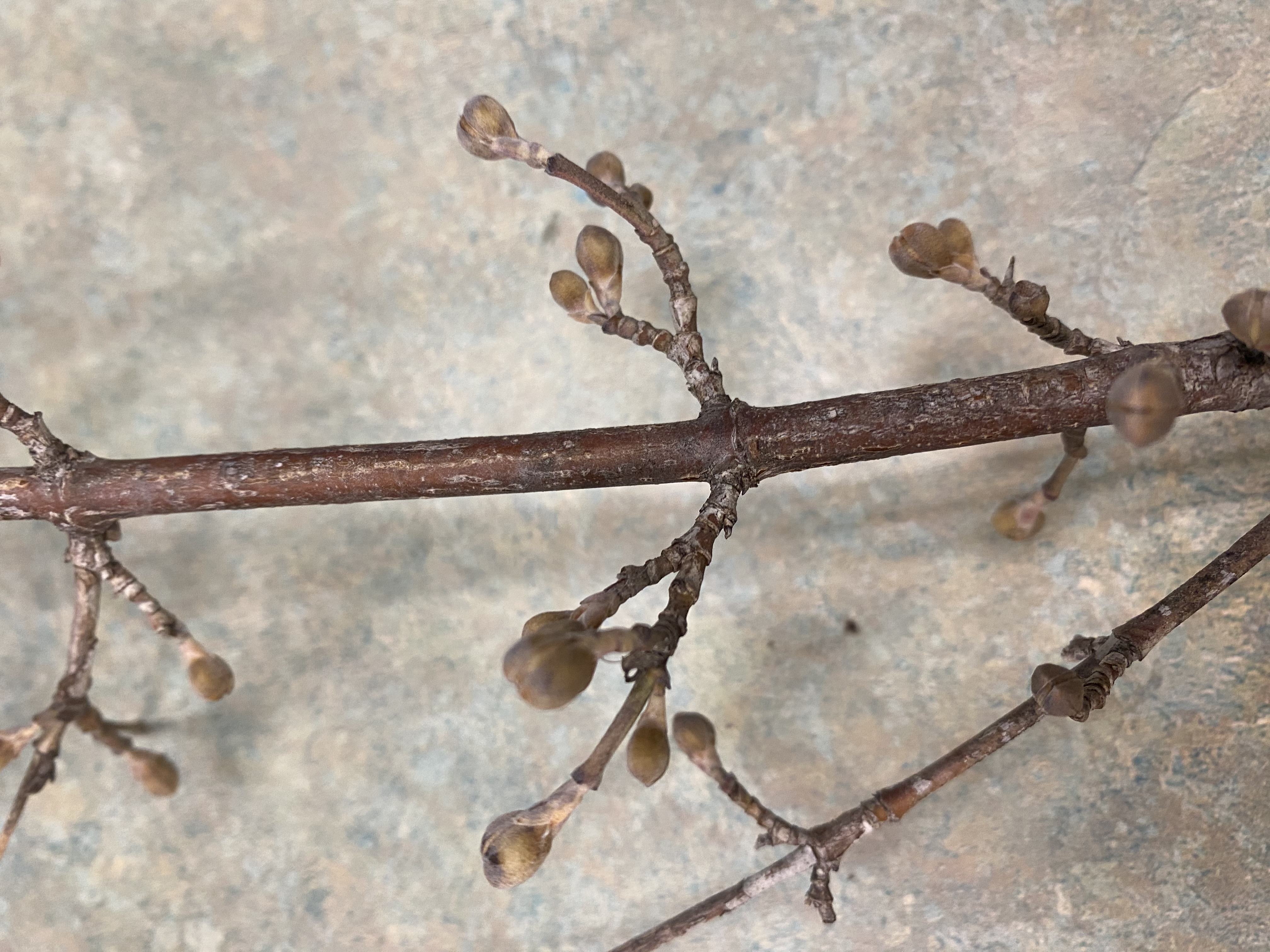 <p>Corneliancherry dogwood</p><p><em>Cornus mas</em></p><p></p><p>-large multi-stemmed shrub, slender ridged stems, reddish/purple on top and green on bottom of stem, flaking scales on trunk</p>