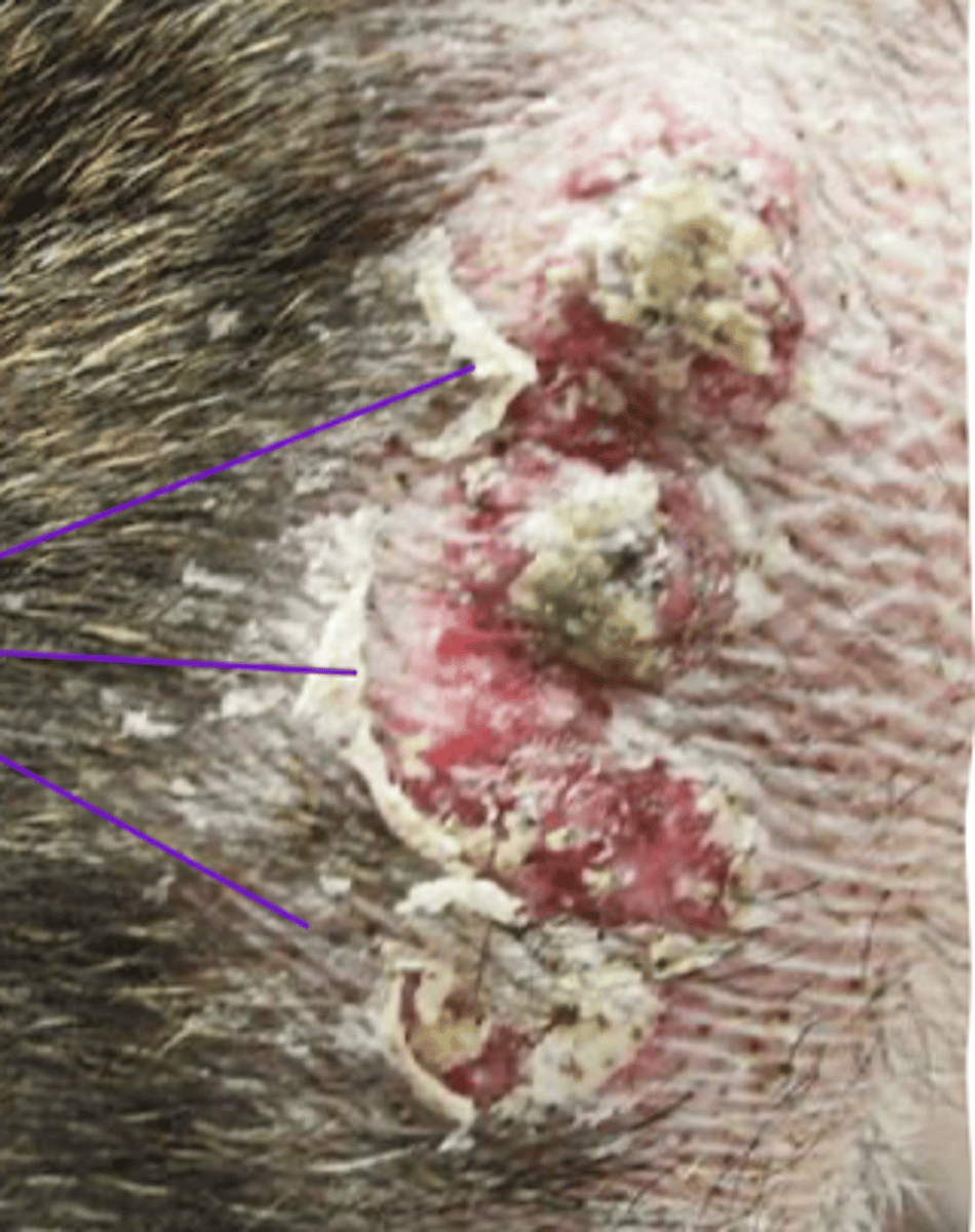 <p>what are these called?</p>