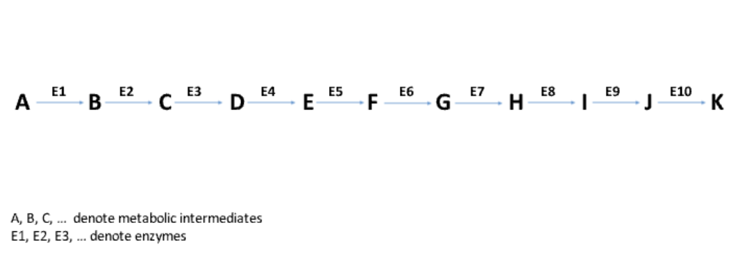 <p>The <strong>molecules in a pathway</strong> that are transformed into different compounds through enzyme-catalyzed reactions.</p>