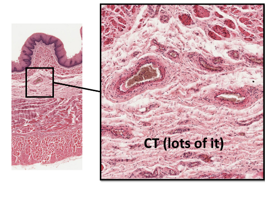 <p>(CT)</p><ul><li><p>rich blood/nerve supply</p></li><li><p>elastic and collagenous fibers allow GI tract to expand</p></li><li><p>lacteals: lymphatic vessels—absorb fats</p></li></ul><p></p>