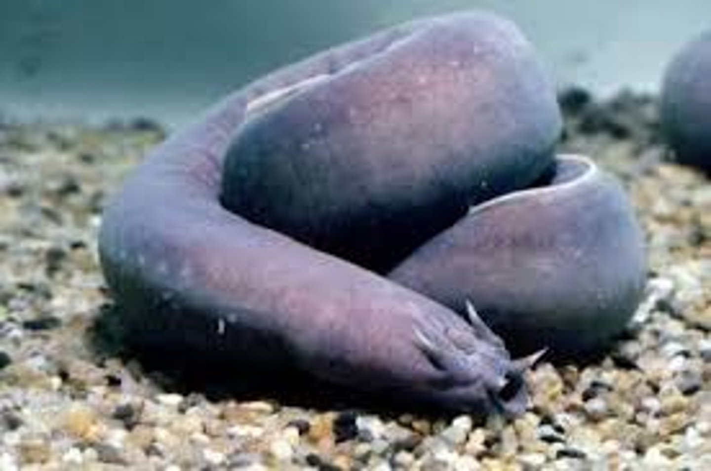 <p>Pacific Hagfish</p>