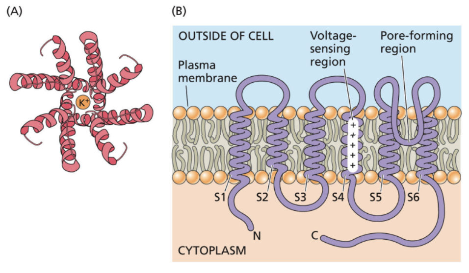 <p>- Transmembrane proteins that function as selective pores, through which molecules or ions can diffuse across the membrane </p><p>- Is passive </p><p>- The specificity of transport primarily depends on pore size and electric charge </p><p>- Is mainly limited to ions and water </p><p>- Channel transporters enhance diffusion across membranes</p>