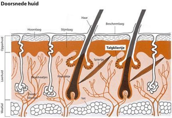 <p>De tweede laag van de huid, ook wel dermis of cutis genoemd, bevat bindweefsel, bloedvaten, zenuwen en zintuigcellen.</p><ul><li><p>Papillaire laag</p><ul><li><p>Bindweefsel : <span><span>netwerk van collageen en elastinevezels waarin fibroblasten, bloedcellen en macrofagen zitten</span></span></p></li><li><p>overgang epidermis : bevat capillairen, zenuwen & lymfevaten</p></li></ul></li><li><p>Reticulaire laag</p><ul><li><p>Grotere densiteit</p></li><li><p>stevig netwerk collageenvezels</p></li></ul></li></ul><p></p><p>Bevat : </p><p><span><span>ā¢BV</span></span></p><p><span><span>ā¢Lymfevaten</span></span></p><p><span><span>ā¢Zenuwen</span></span></p><p><span><span>ā¢Zintuigcellen voor warmte, koude, tast</span></span></p><p><span><span>ā¢Haarfollikels met talgklieren en zweetklieren (</span><strong><u><span>adnexen</span></u></strong><span>) en spiertjes</span></span></p><p style="text-align: left;"><span><span>-> reservoir epidermale cellen waaruit </span><strong><u><span>epitheel</span></u></strong><span> kan groeien na verwonding !!!!!!</span></span></p><p></p>