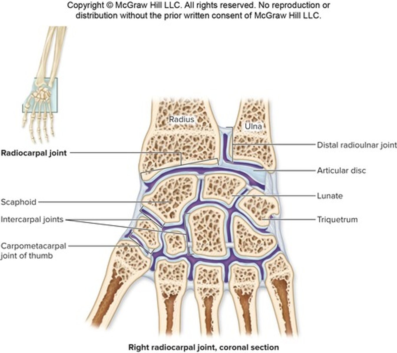 <p>diarthrotic condylar joint between the three proximal carpal bones (scaphoid, lunate, triquetrum), the distal articular surface of radius, and an articular disc.</p>