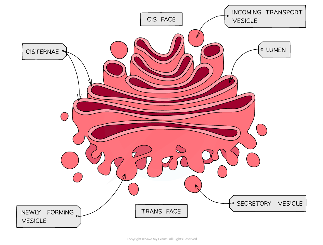 <p>Golgi apparatus</p>