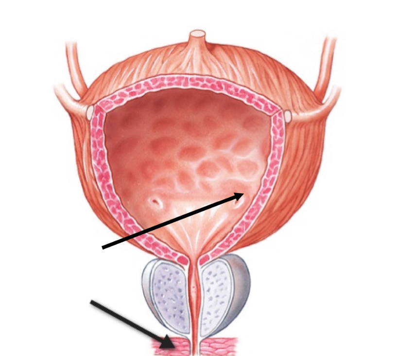 <p>Name the structure </p>