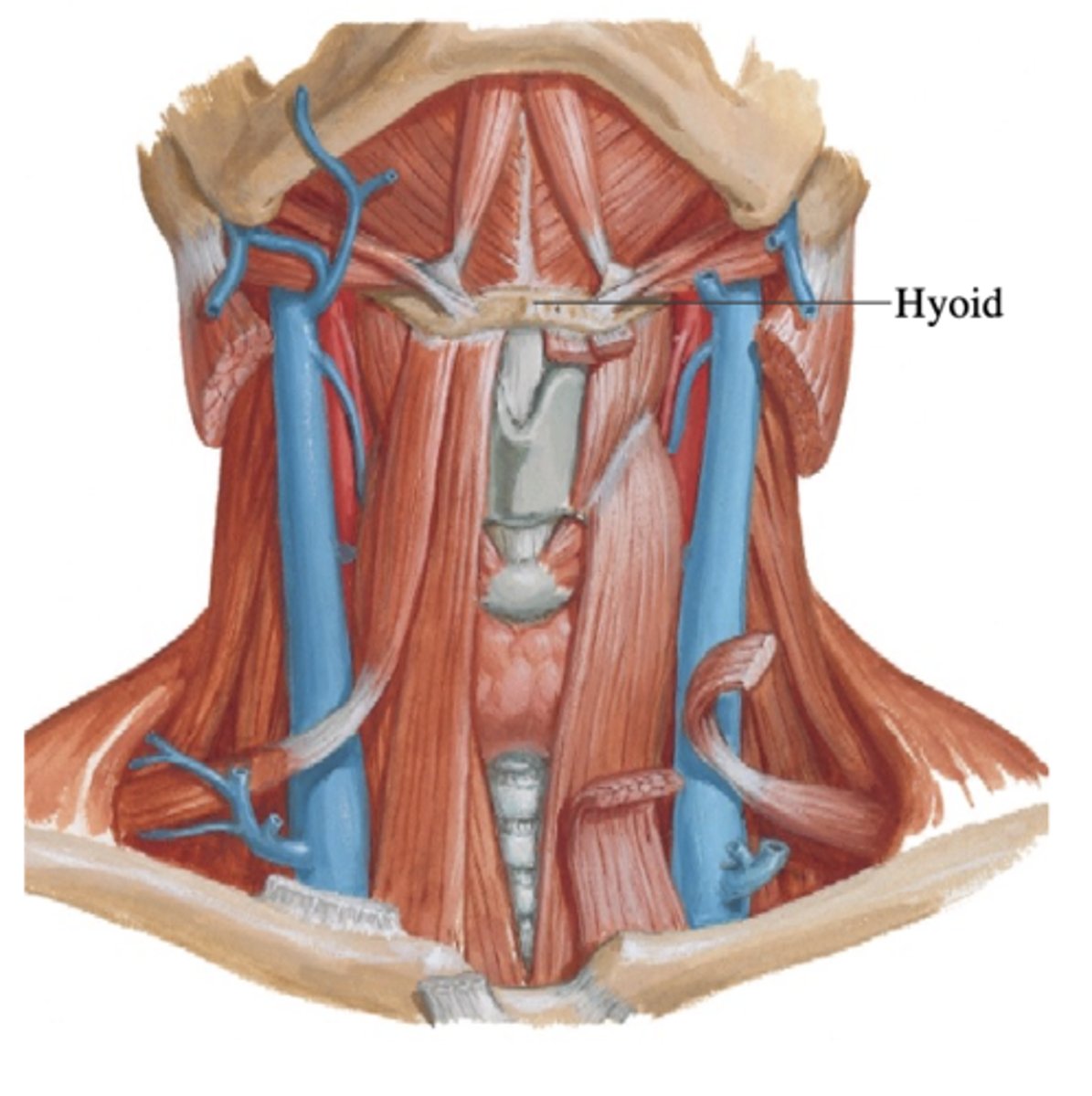 <p>1) infrahyoid muscles</p><p>2) suprahyoid muscles</p>