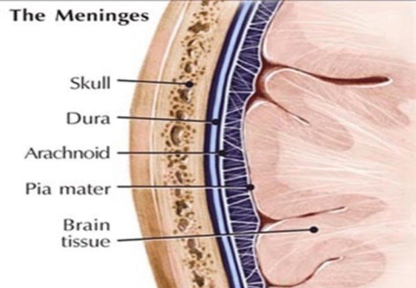 <p>3 fibrous membranes; dura, arachnoid, and pia mater.</p>
