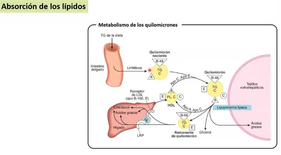 <p>Lipoproteína, en donde los lípidos de la dieta se empaquetan y se exportan hacia la circulación. </p><p>Los quilomicrones son las<strong> lipoproteínas de síntesis enteral</strong> que se encargan del <u>transporte de los lípidos</u> de la dieta a todas las células del organismo.</p><ul><li><p><strong><em>90% son Triacilgliceriodos dietarios</em></strong></p></li><li><p>2% fosfolípidos</p></li><li><p>2% colesterol esterificado</p></li><li><p>1% colesterol no esterificado o libre</p></li><li><p>Vitaminas liposolubles A D E y K</p></li></ul><p>Contenido apolipoproteico: Apo B-48</p><p></p><p><strong><u>Síntesis de quilomicrón: </u></strong></p><p><u>REL</u></p><p>Monoacilglicerol y Ác grasos se sintetizan en→ Triacilglieridos → Triacilgliceridos + Apolipoproteina Apo B-48  →  Prequilomicrón </p><p><strong>Aparato de golgi</strong></p><p>Prequilomicrón + adición de lípidos → exocita un Quilomicrón naciente</p><p><u>Circulación linfática</u></p><p>Irriga el intestino, una vez que los linfáticos confluyen. Los quilomicrones que vienen del enterocito van a la circulación sistémica x conducto torácico</p>