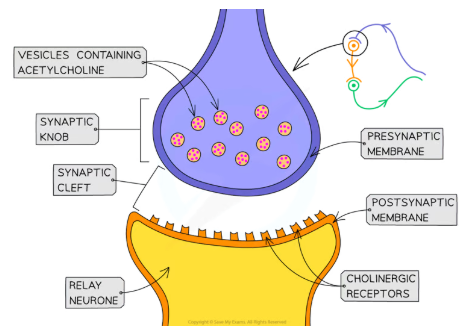 <p>structure of synapse</p>